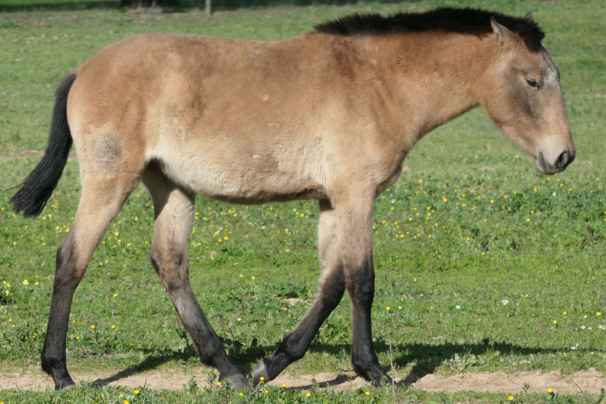 Paarden die bijten Centrum Equus Paarden die bijten Centrum Equus